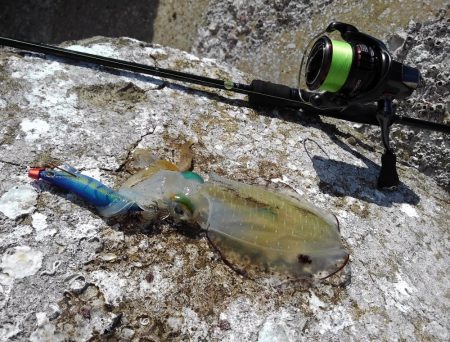 アオリイカ釣り放題！